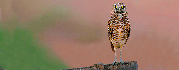 Sheltering Burrowing Owls