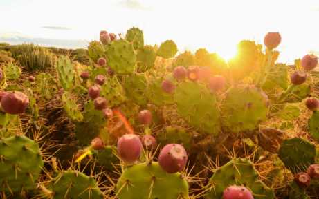 Tucson Electric Power: 103. Preserving Sensitive Sites