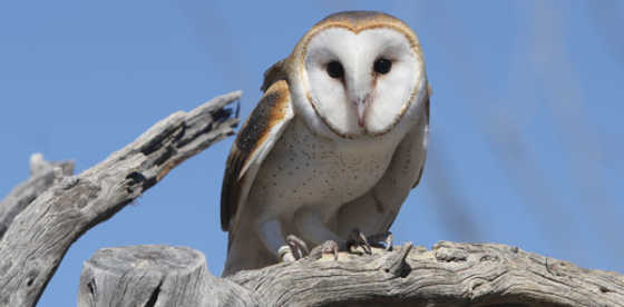 Tucson Electric Power: Burrowing Owls