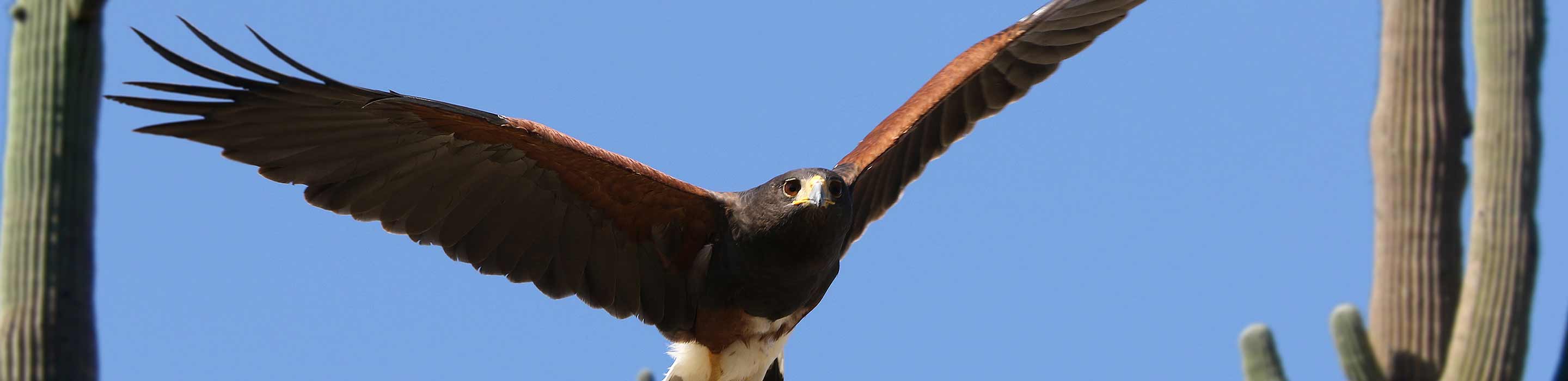 01-header-images_wildlife 01-header-images_wildlife