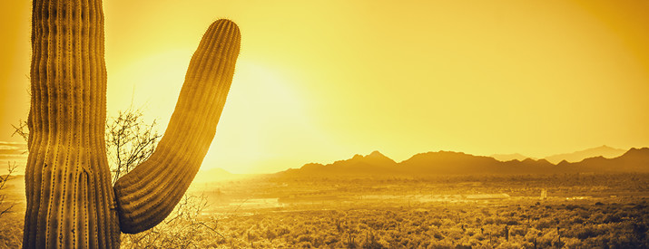 Cactus in the sun