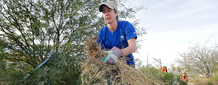 Buffelgrass Volunteer