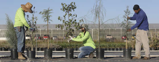 Tucson Electric Power: Trees for You