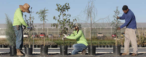 Tucson Electric Power: 93. Trees for You