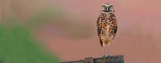 Tucson Electric Power: 102. Burrowing Owls