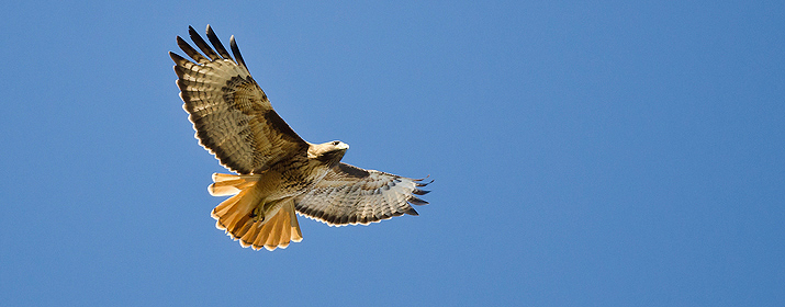 Raptor flying in the sky