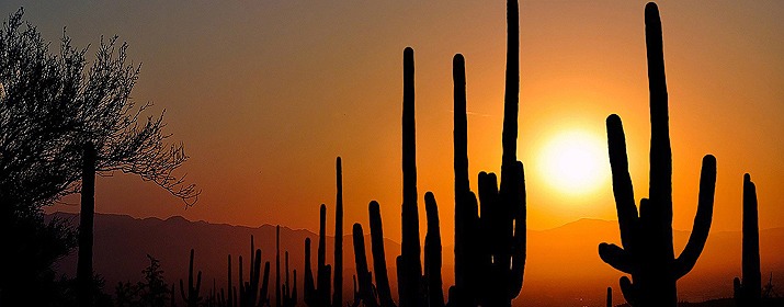 Desert Sunrise