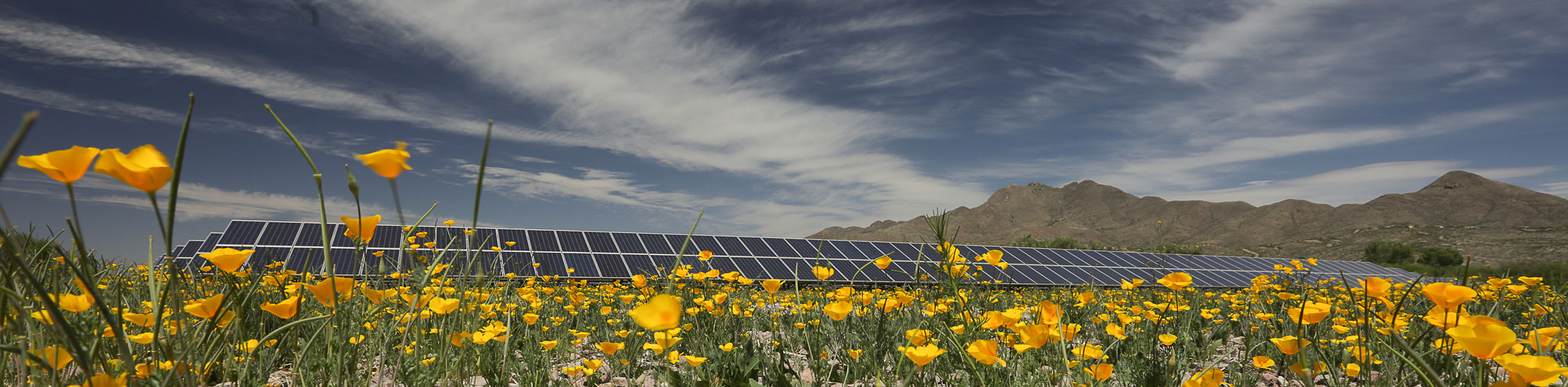 poppy-solar-wb Poppy flowers and solar panels