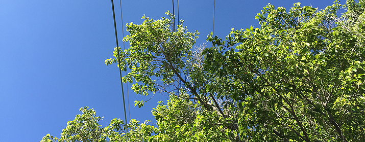 Power Lines in Tree