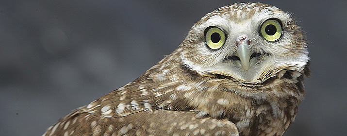 Burrowing Owl