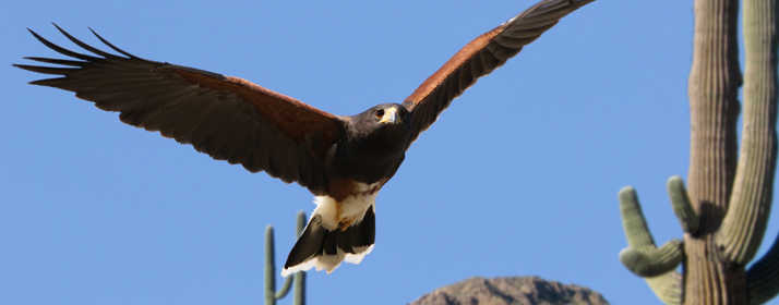 Raptor flying with cactus in the background