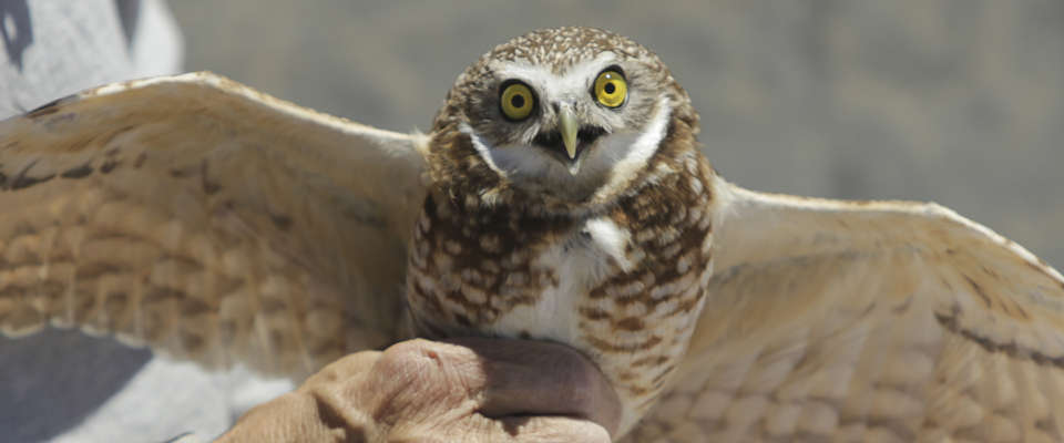 Burrowing owl showing its wing span