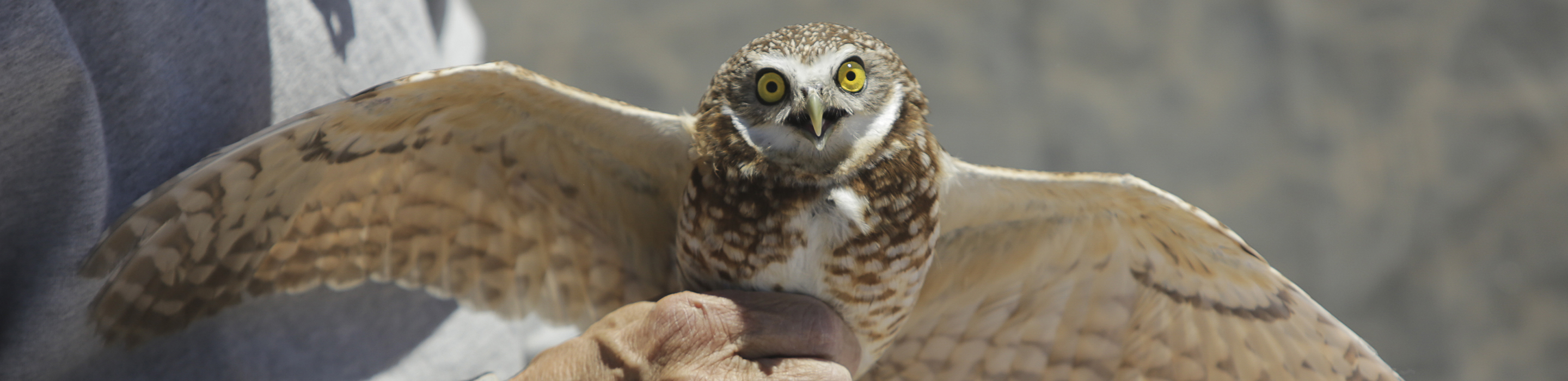 owl-with-wings-spread Burrowing owl showing its wing span