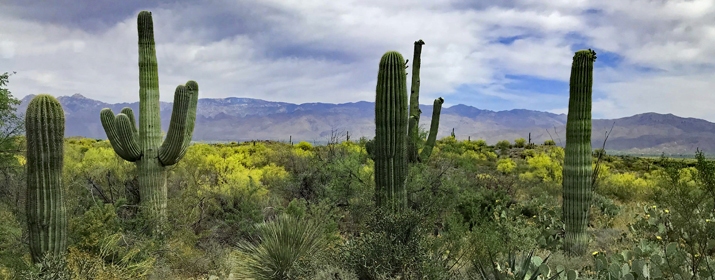 Saguaro National Park