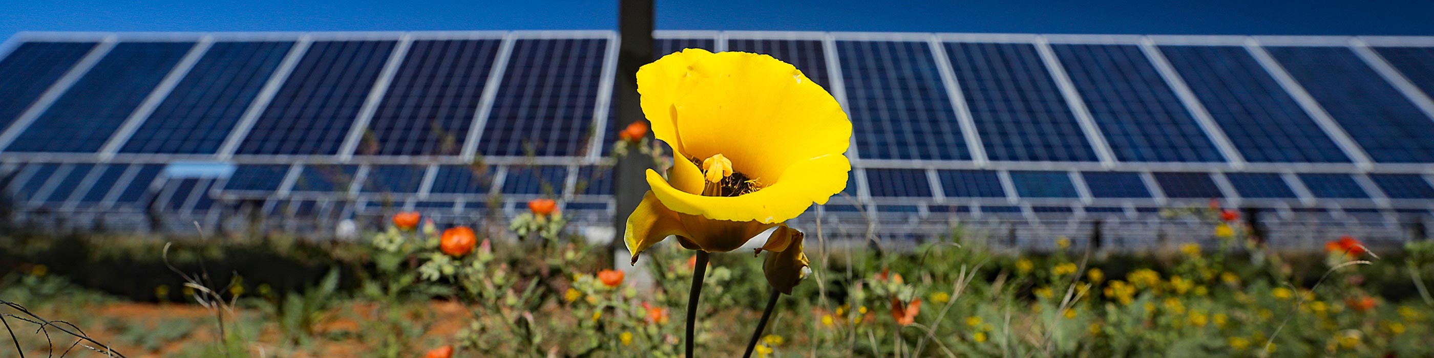 flower-solar-panels