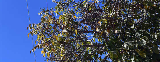 Tucson Electric Power: Vegetation Management