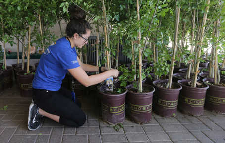 Tucson Electric Power: Shade Trees 101