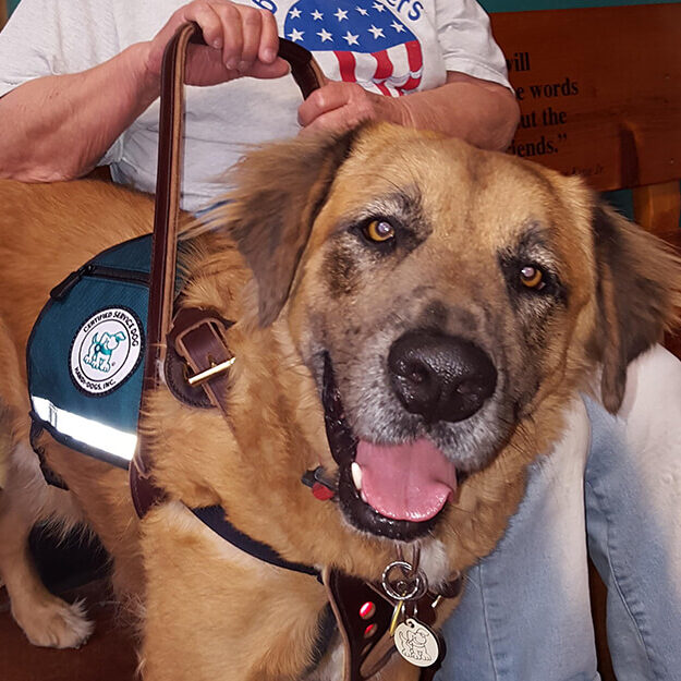 CIG_Handi Dogs Handi Dogs