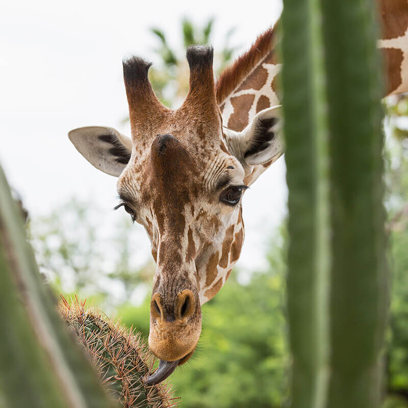 Giraffe at Reid Park Zoo