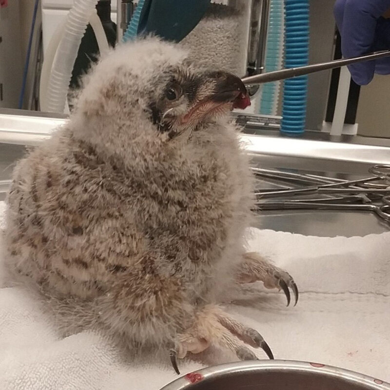 owl-baby Owl baby