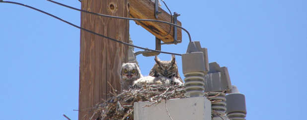TEP’s Raptor Protection Program Presentation Available Online – Tucson ...
